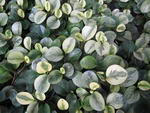 پپروسیا ابلق،‌ blunt-leaved peperomia، marble peperomia, baby rubber plant, pepper face, Florida pep